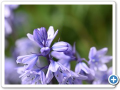 Bluebell