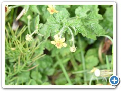 Large-leaved Avens
