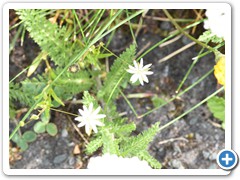 Long-stalk starwort