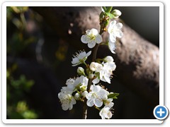 Prunus domestica (plum)