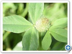 Red Clover