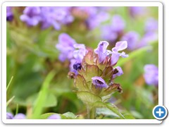 Self-heal