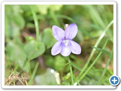 Veronica (Germande Speedwell) 01
