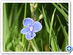 Veronica Germander Speedwell