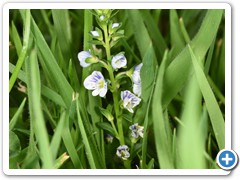 Veronica serpyllifolia, Thyme Speedwell