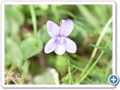 Viola Riviniana