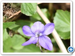 Viola riviniana (wood violet)