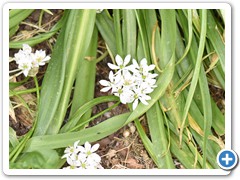 White (Wild) Garlic 03