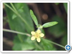 Wood Avens