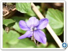 Wood violet