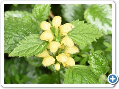Yellow Archangel